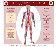 Инфографика по вопросам заболеваемости системы крови